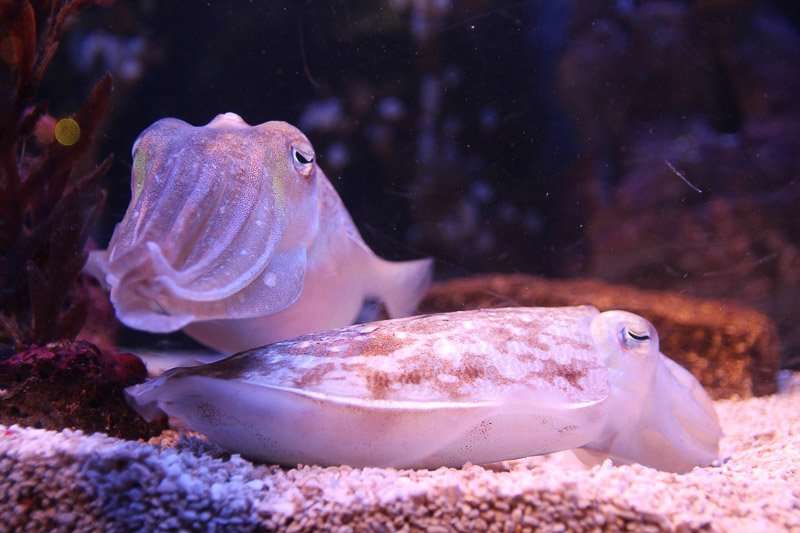 Two cuttlefish resting on sand