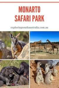 Pin image for A day at Monarto Safari Park featuring a yellow-footed rock wallaby, some giraffes, chimpanzees and meerkats.