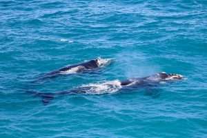 Best Places to Visit in South Australia in Winter {2024}