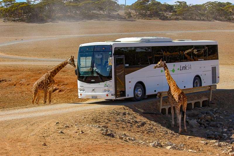 A white bus driving between two giraffes