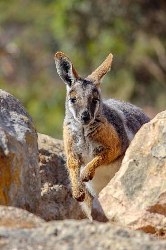 A yellow-footed rock wallaby looking straight at the camera