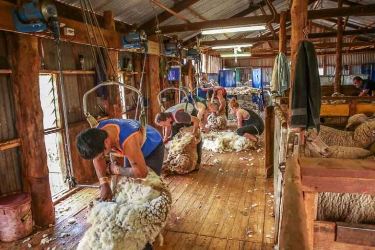 Flinders Ranges Station Stays - Unique SA Accommodation