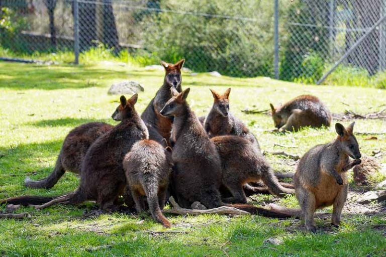 Visiting Cleland Wildlife Park