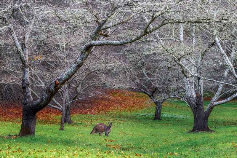 Green grass with a kangaroo sitting on it under leafless trees