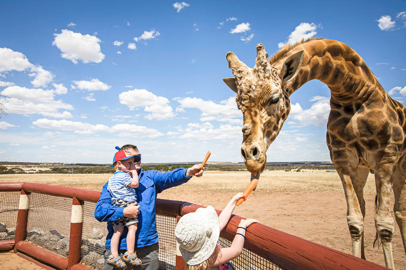 A man and two children feeding carrots to a giraffe